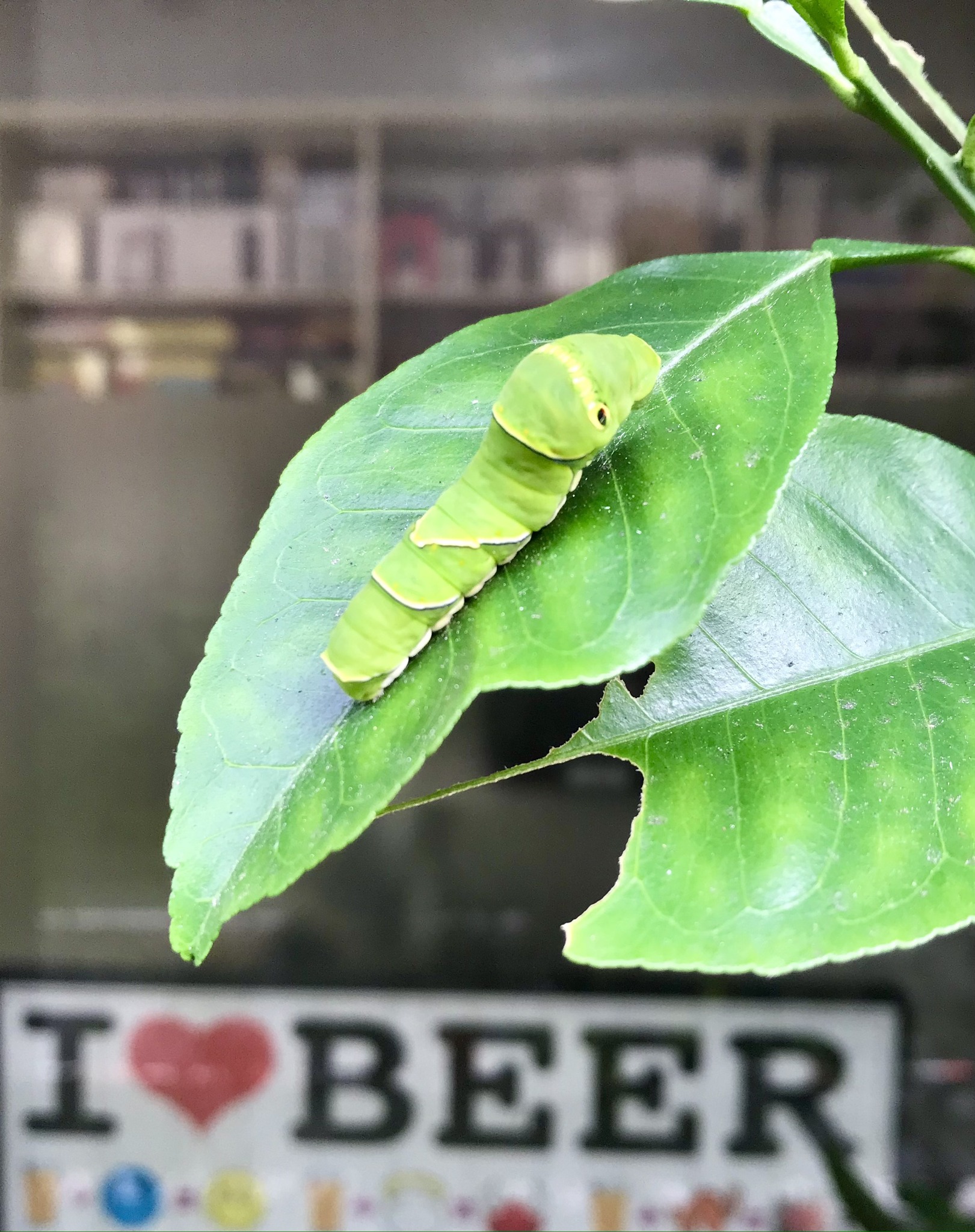 caterpillar