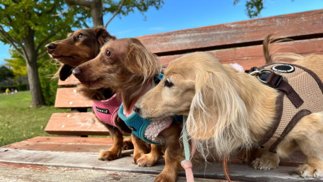 プライバシーポリシーページを追加しました